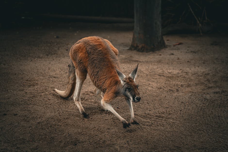 10 Reasons Why the Australian Outback Should Be on Your Bucket List