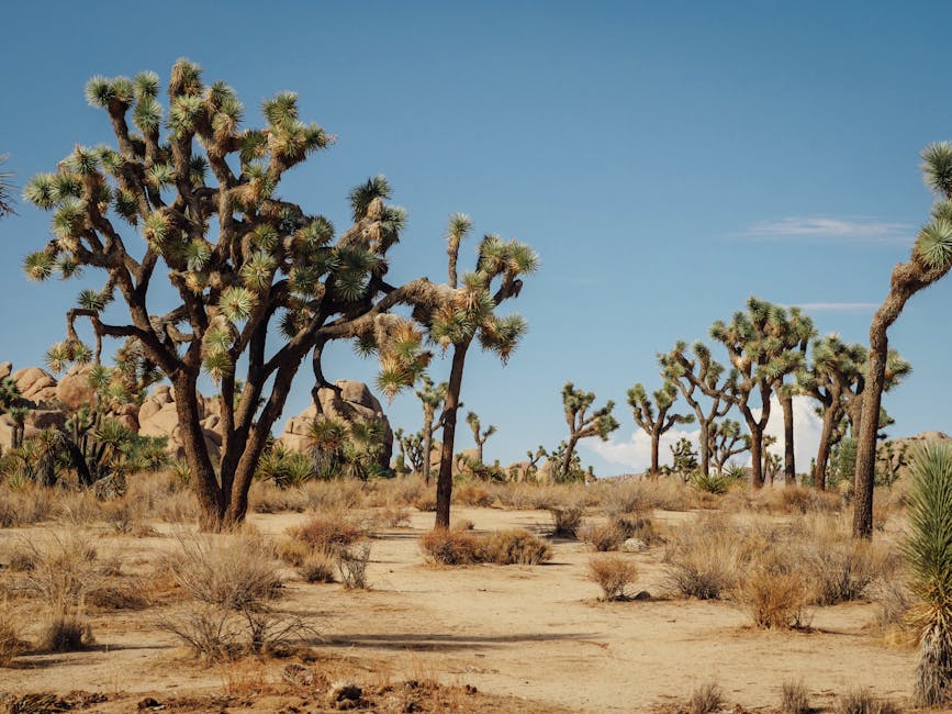 探访约书亚树国家公园的六大理由