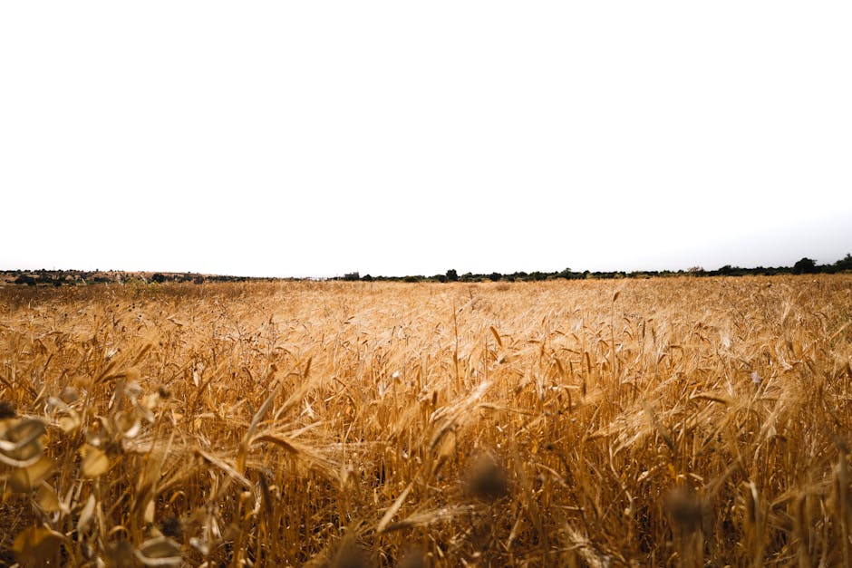 在堪萨斯州留学