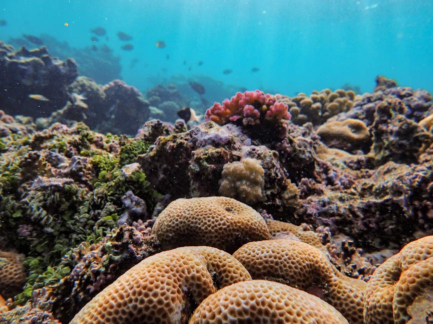 澳大利亚十大最佳浮潜胜地