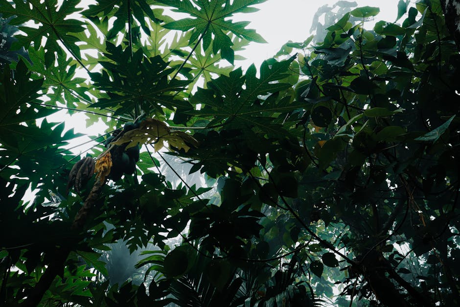澳大利亚北部戴恩树雨林指南