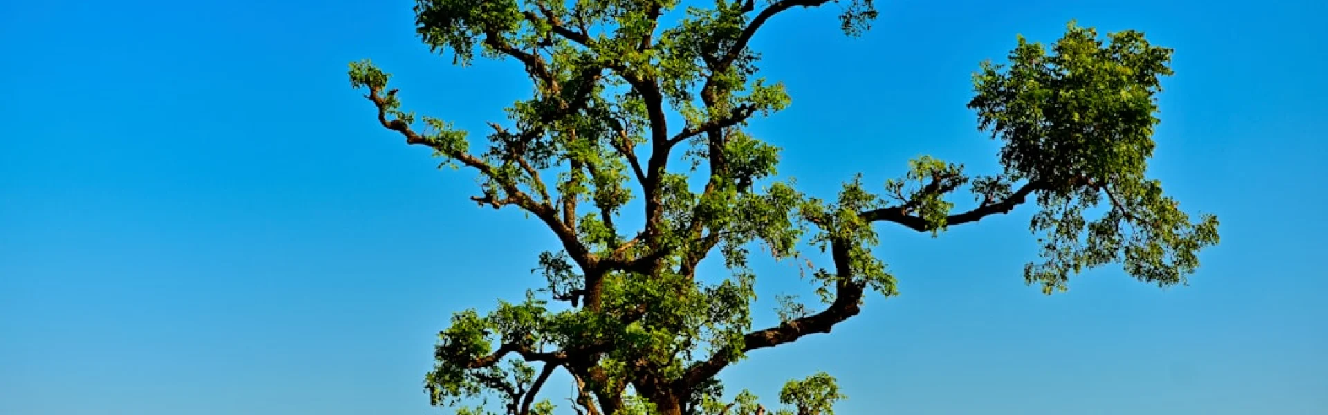 Babble Tree