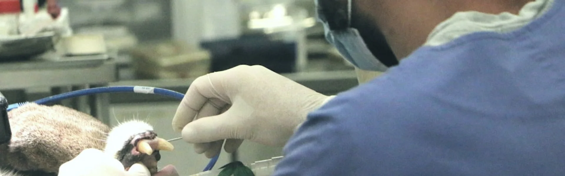 American College of Veterinary Surgeons