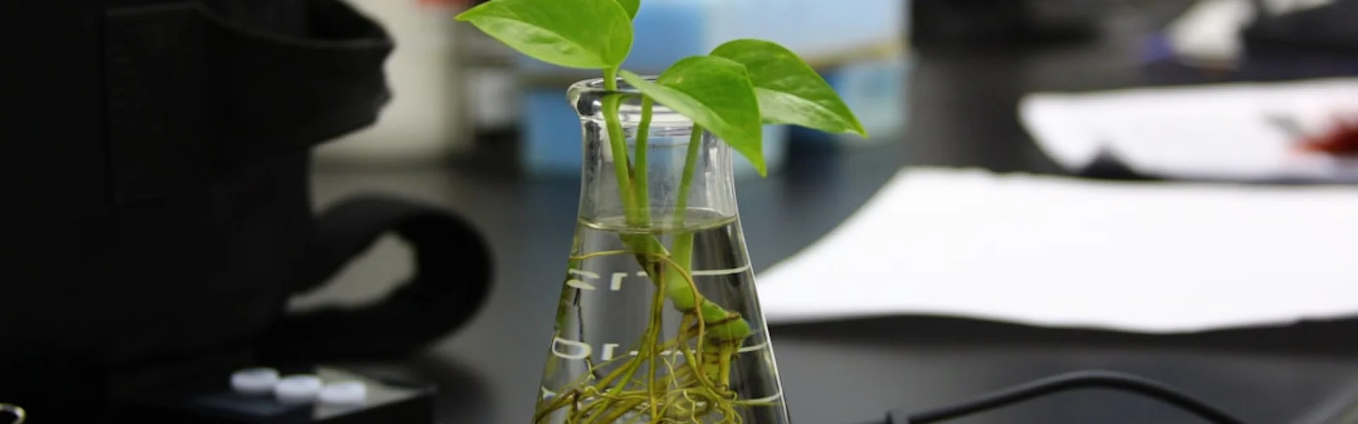 Center for Excellence in Molecular Plant Sciences