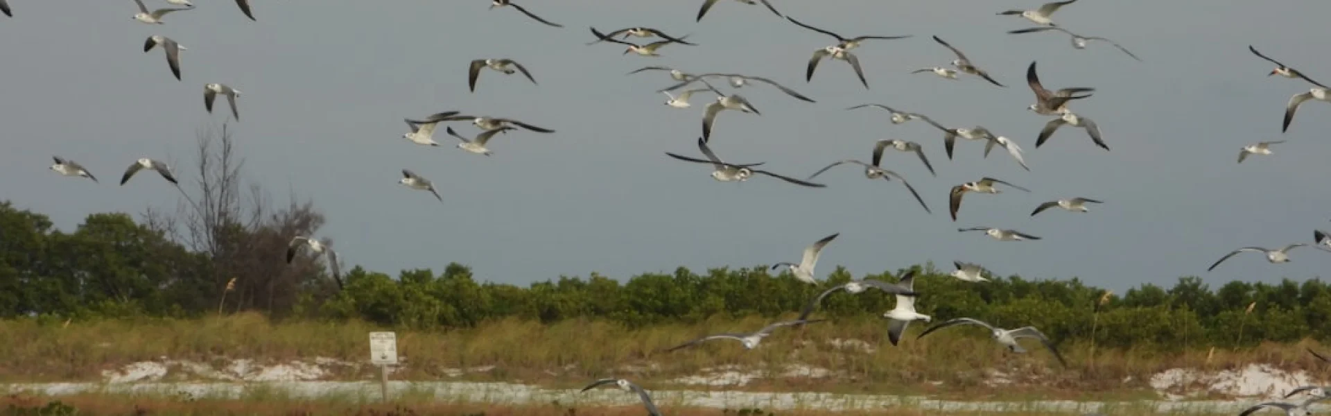 Florida Ornithological Society