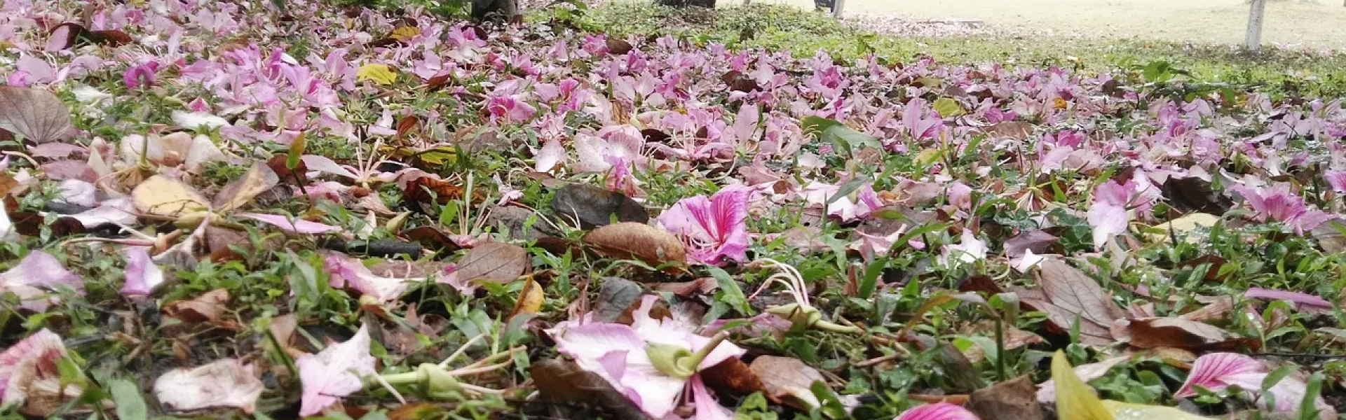 South China Agricultural University