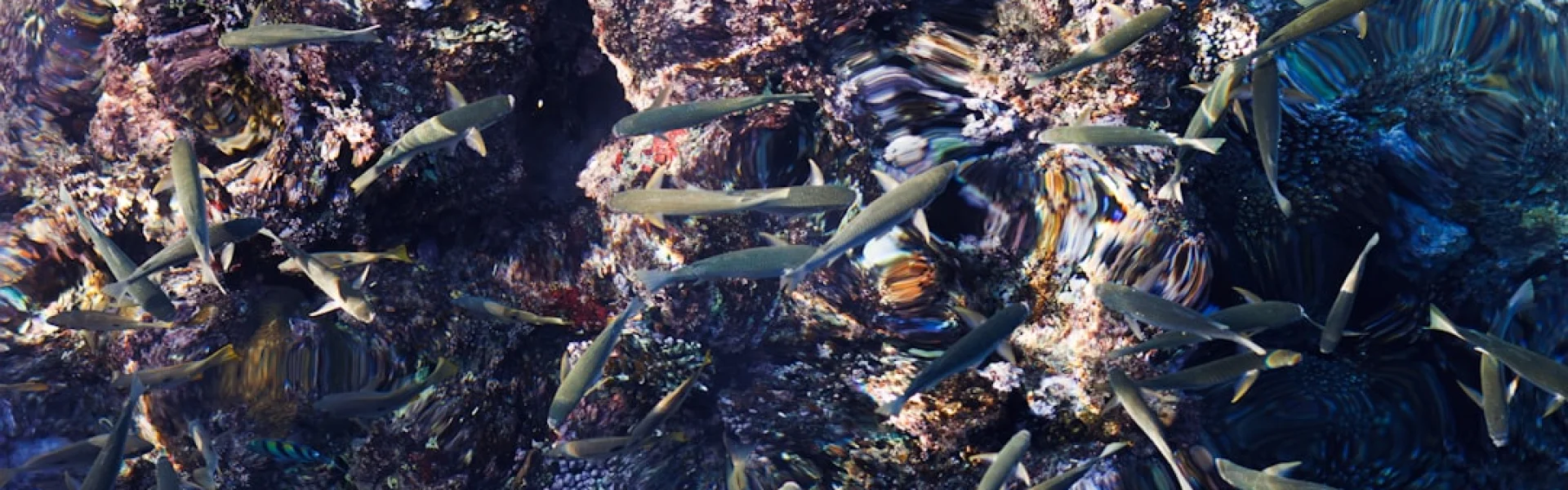 Institute for Chemistry and Biology of the Marine Environment