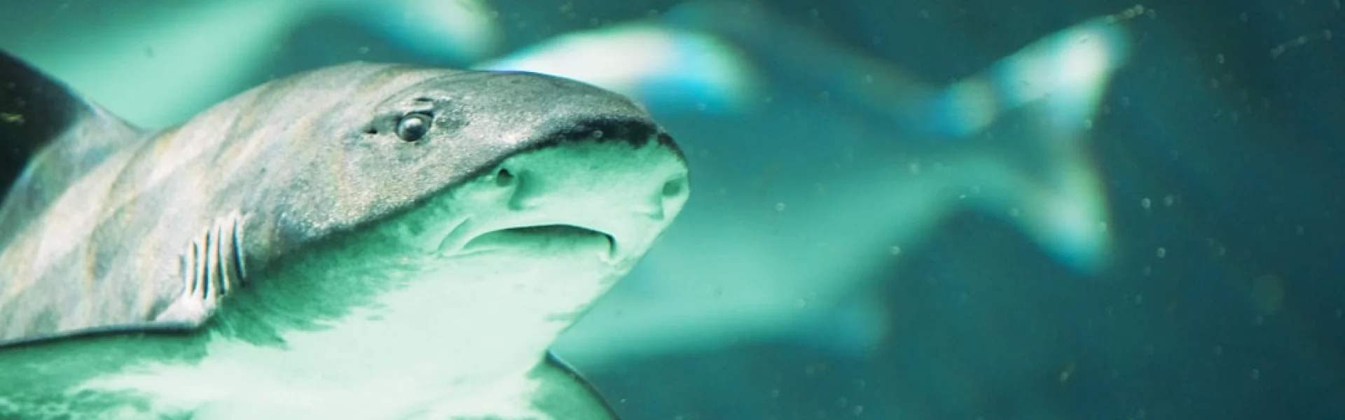Minorities in Shark Sciences