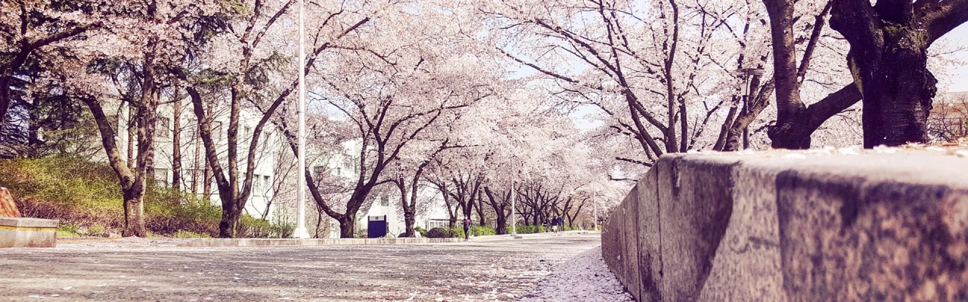 岭南大学