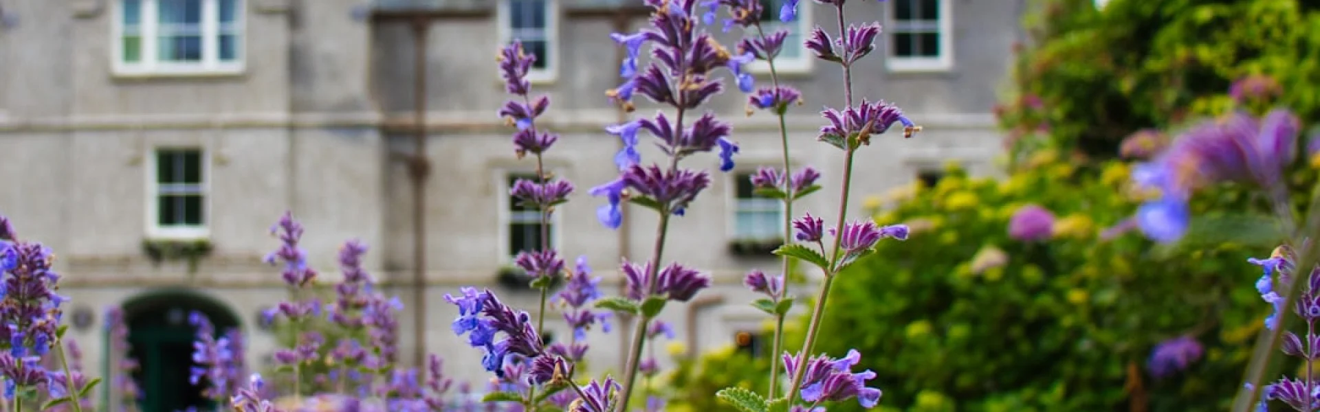 Clary Sage College