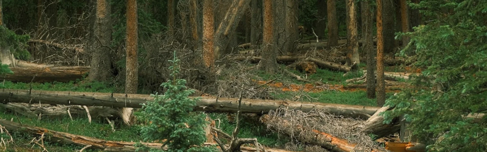 Center for Natural Hazards Research