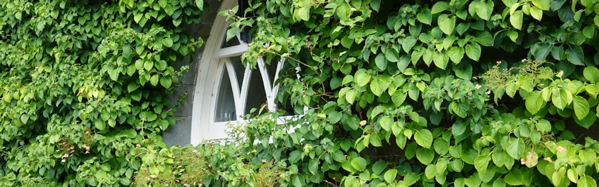 Ivy Council