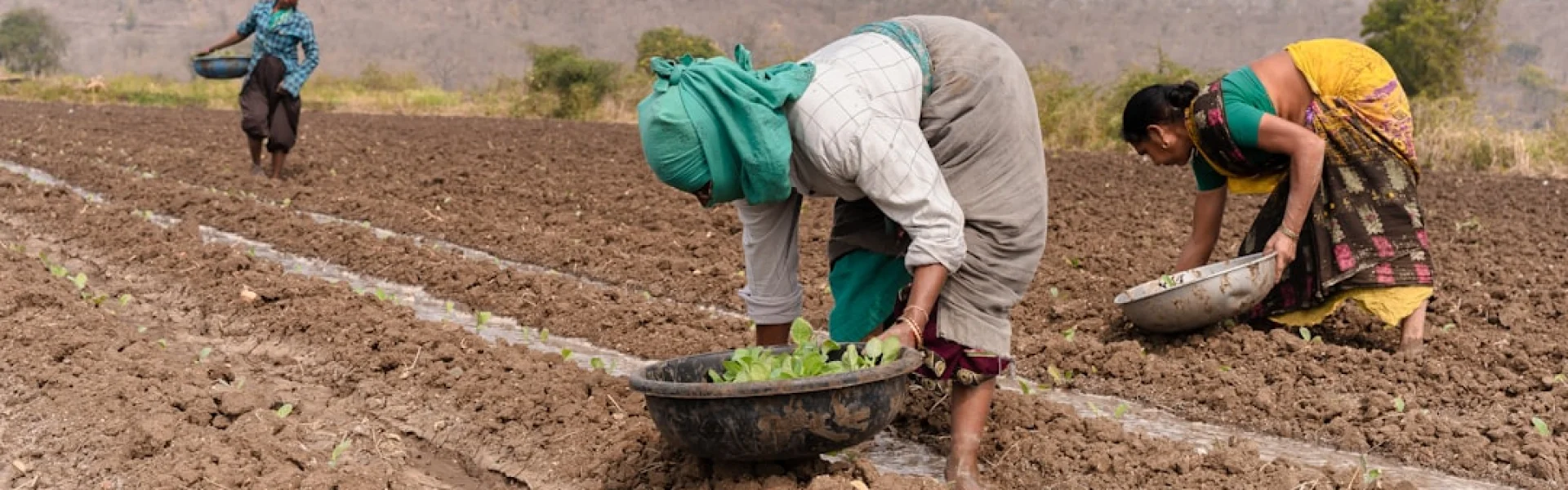 Arid Agriculture University 
