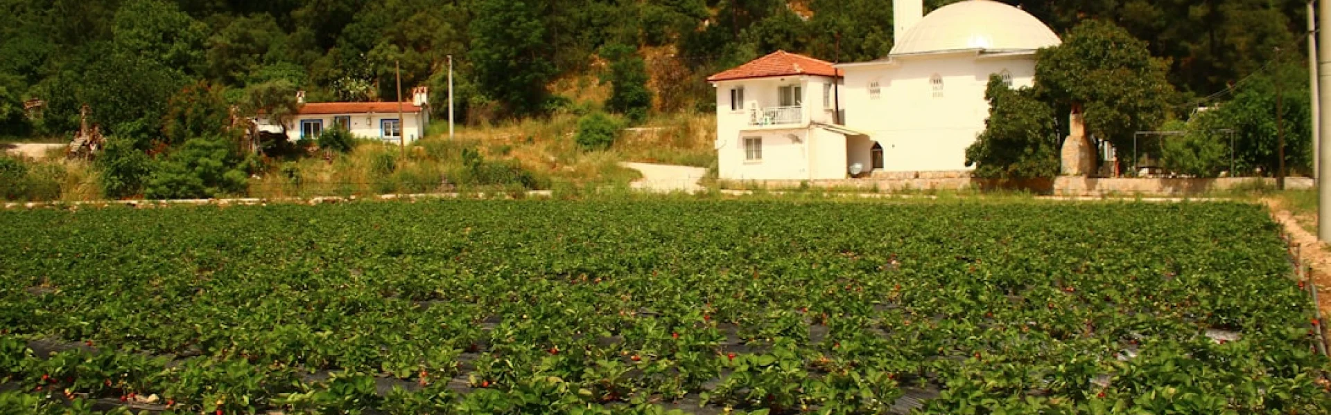 Turkmen Agricultural Institute