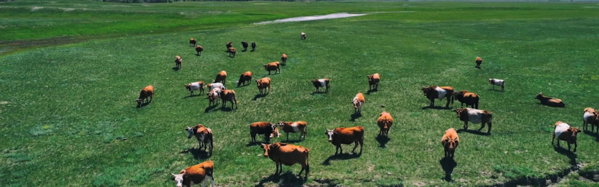Inner Mongolia Agricultural University